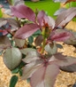 Double Knock Out Rose compact shrub habit