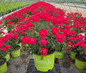 Double Knock Out Rose in nursery