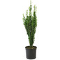 Sky Pencil Holly in Container