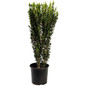 Sky Pencil Holly 3 gal black pot