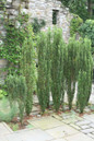 Sky Pencil Holly Hedge in the Landscaping