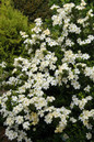 Heaven Scent Gardenia White Flowers