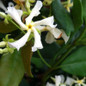 Confederate Jasmine Vine White Flowers