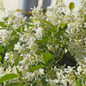 Star Jasmine Vine Flower Growing