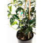 Star Jasmine Vine side view