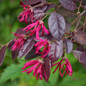 Carolina Midnight Loropetalum flowering