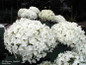 Hydrangea arborescens 'Annabelle' White Blooms