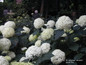 Annabelle Hydrangea Bush with White Blooms