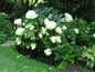 Annabelle Hydrangea Bush Behind Fence
