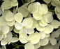 Annabelle Hydrangea Flower Petals