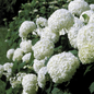 Annabelle Hydrangea Covered with Flowers
