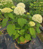 Annabelle Smooth Hydrangea blooming in pot