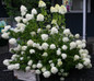 Limelight Hydrangea Bush