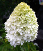 Limelight Hydrangea Flower