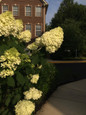 Limelight Hydrangea Blooming Bush