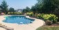 Limelight Hydrangeas Around the Pool