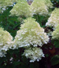 Limelight Hydrangea flowers close-up