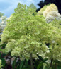 Limelight Hydrangea lime green blooms