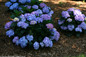 Let's Dance Blue Jangles Hydrangea Shrub Covered in Flowers