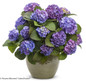 Let's Dance Blue Jangles Hydrangea in Garden Planter