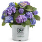 Let's Dance Blue Jangles Hydrangea in Branded Pot 1