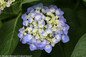 Let's Dance Blue Jangles Hydrangea With Blue and White Flower