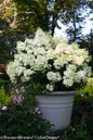 Large Bobo Hydrangea in Planter