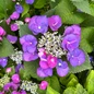Let's Dance® Starlight Hydrangea