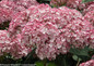 Incrediball Blush Hydrangea Flowers Close Up
