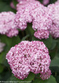 Smooth Incrediball Blush Hydrangea Flowers