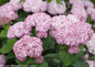 Purple Incrediball Blush Hydrangea Flowers