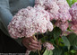 Fresh Cut Incrediball Blush Hydrangea Flowers