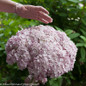 Enormous Incrediball Blush Hydrangea Flower Next To Hand