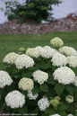 White Invincibelle Limetta Hydrangea Flowers