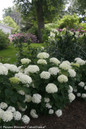 Invincibelle Limetta Hydrangea in Flower Garden
