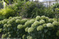 Invincibelle Limetta Hydrangea Hedge