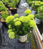 Invincibelle Limetta Hydrangea #2 pot