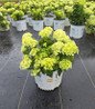 Invincibelle Limetta Hydrangea #3 pot