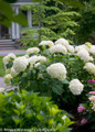 Incrediball Hydrangea Shrub in Landscaping