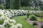 Incrediball Hydrangea Hedge Covered in Flowers