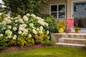 Incrediball® Hydrangea Next To Front Porch