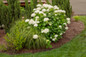Incrediball® Hydrangea In The Landscaping Next To Ornamental Grass