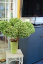 Incrediball® Hydrangea Cut Flowers In A Vase