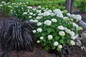 Incrediball® Hydrangea Next To Black Mondo Grass