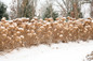 Incrediball® Hydrangea Hedge In The Winter