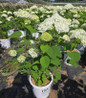 Incrediball® Smooth Hydrangea in pot