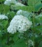Incrediball® Smooth Hydrangea white blooms