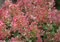 Red Little Quick Fire Hydrangea Blooms