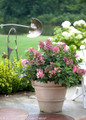 Little Quick Fire Hydrangea in Garden Pot