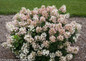 Pink and White Flowers on Little Quick Fire Hydrangea Shrub